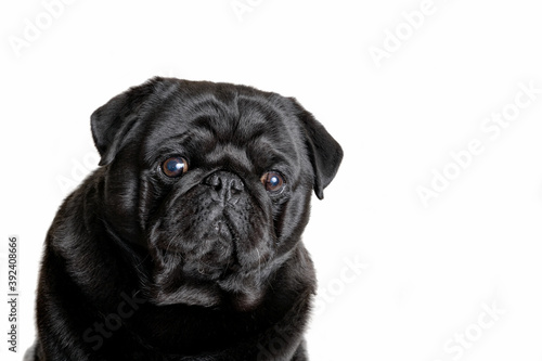 Black pug dog on a white background © Евгения Глинская