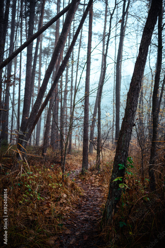 Obraz premium Beautiful autumnal forest with orange leaves and fog in fall