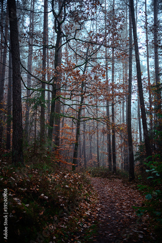 Beautiful autumnal forest with orange leaves and fog in fall © AyKayORG