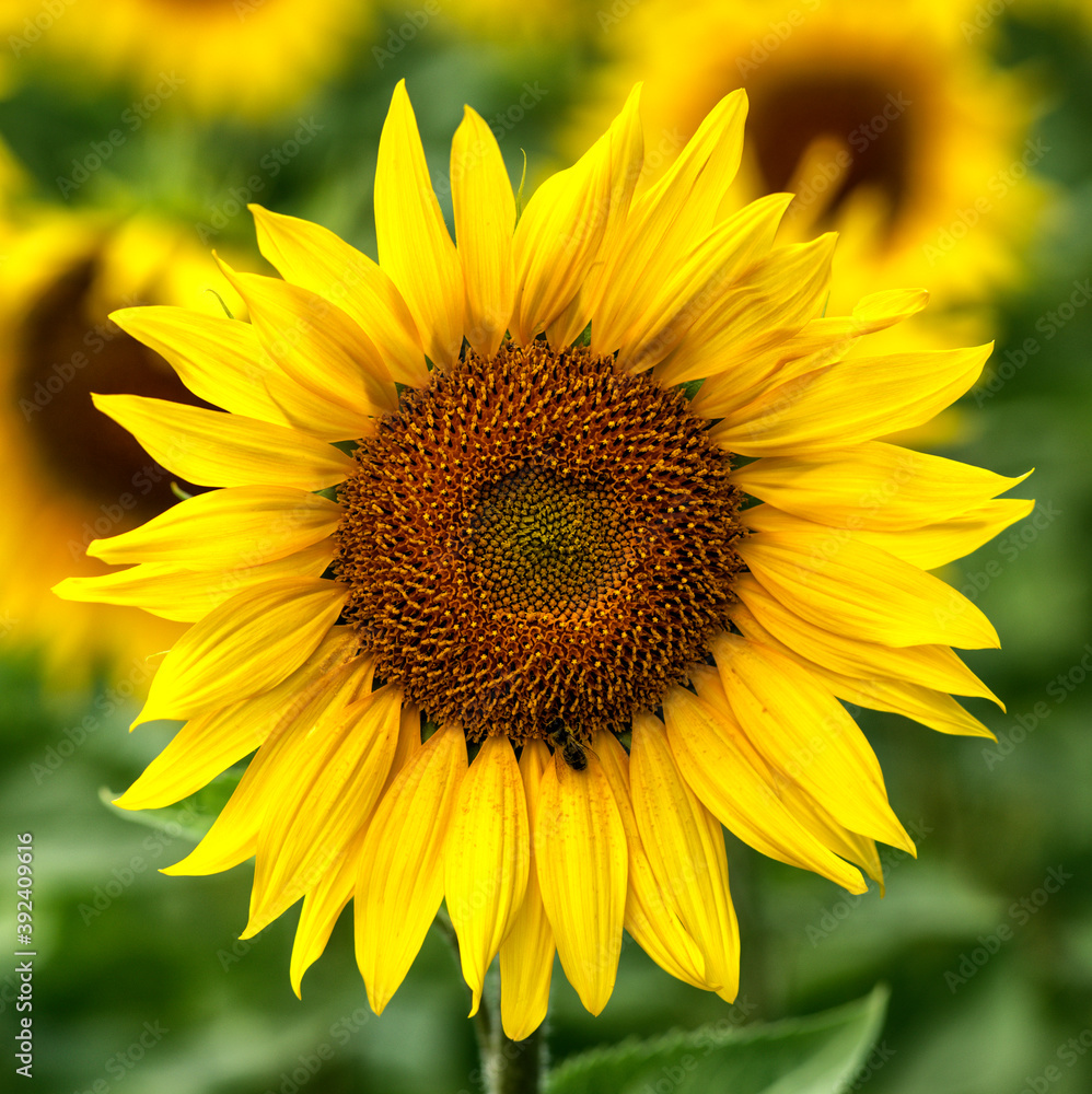 Tournesol mûr à Belcaire, France Tournesol mûr à Belcaire, France