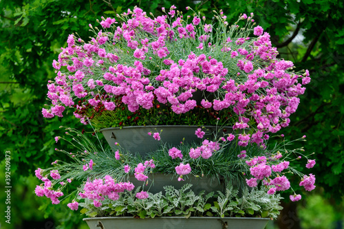 Wallpaper Mural Many small vivid pink flowers of Dianthus carthusianorum plant, commonly known as Carthusian pink in a British cottage style garden in a sunny summer day, beautiful outdoor floral background. Torontodigital.ca