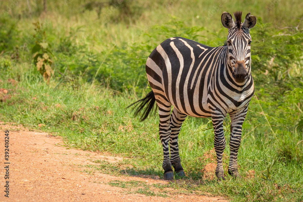 Fototapeta premium Plains zebra, equus quagga, equus burchellii, common zebra, Lake Mburo National Park, Uganda. 