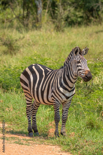 Plains zebra  equus quagga  equus burchellii  common zebra  Lake Mburo National Park  Uganda.