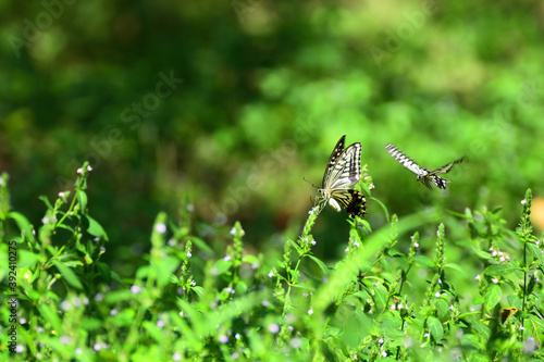 Swallowtail rests on a small flower and another flying one coming behind it. © PSPS