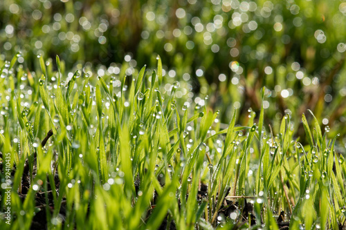 Nice morning dew on green grass close up macro photography nature