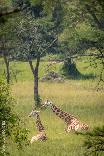 Rothschild's giraffes ( Giraffa camelopardalis rothschildi) resting, Lake Mburo National Park, Uganda. 