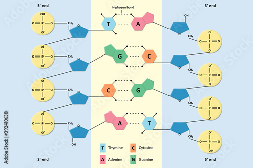 DNA structure, Partial chemical structure, Nitrogenous base and Sugar phosphate backbone, Molecular biology