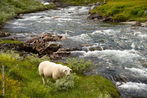 A lonely sheep is grazing freely alone on a highland, close to a mountain river in Norway