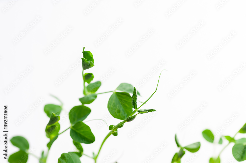 Obraz premium green young sprouts of green peas on a white background