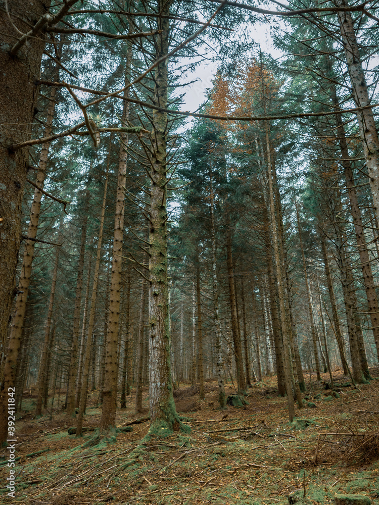 Obraz premium Moss covered branches, roots and trees in a Swiss alpine forest. The moss covers the ground and woodland as autumn leaves cover the forest floor.
