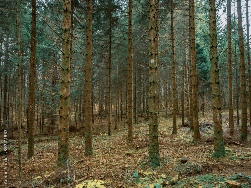 Moss covered branches, roots and trees in a Swiss alpine forest. The moss covers the ground and woodland as autumn leaves cover the forest floor. Moss covered branches, roots and trees in a Swiss alpine forest. The moss covers the ground and woodland as autumn leaves cover the forest floor.