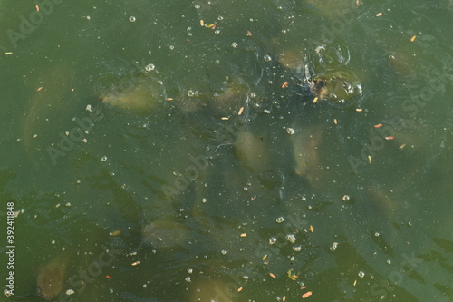 Many catfish in the swamp at the public park.