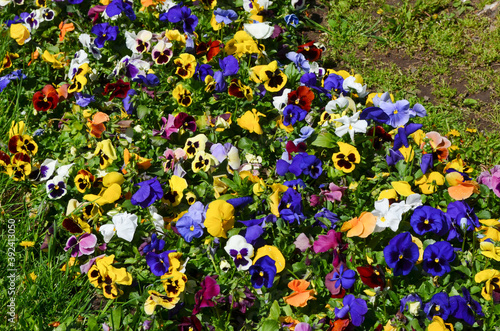 Many vivid white, purple, pink and yellow mixed colored pansies or Viola Tricolor flowers in a sunny spring garden, beautiful outdoor floral background photographed with soft focus.