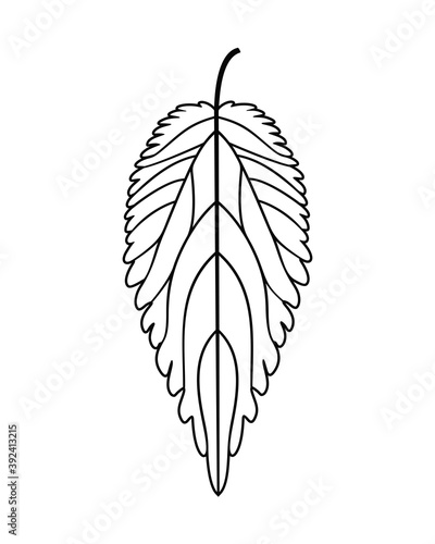 Nettle outline. Isolated nettle on white background