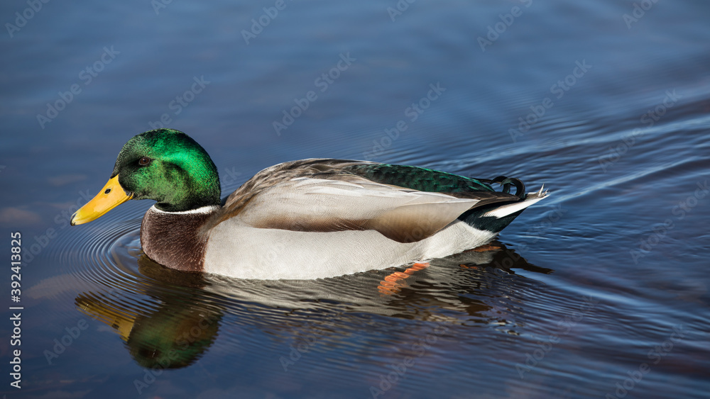 Fototapeta premium Stockente im Wasser