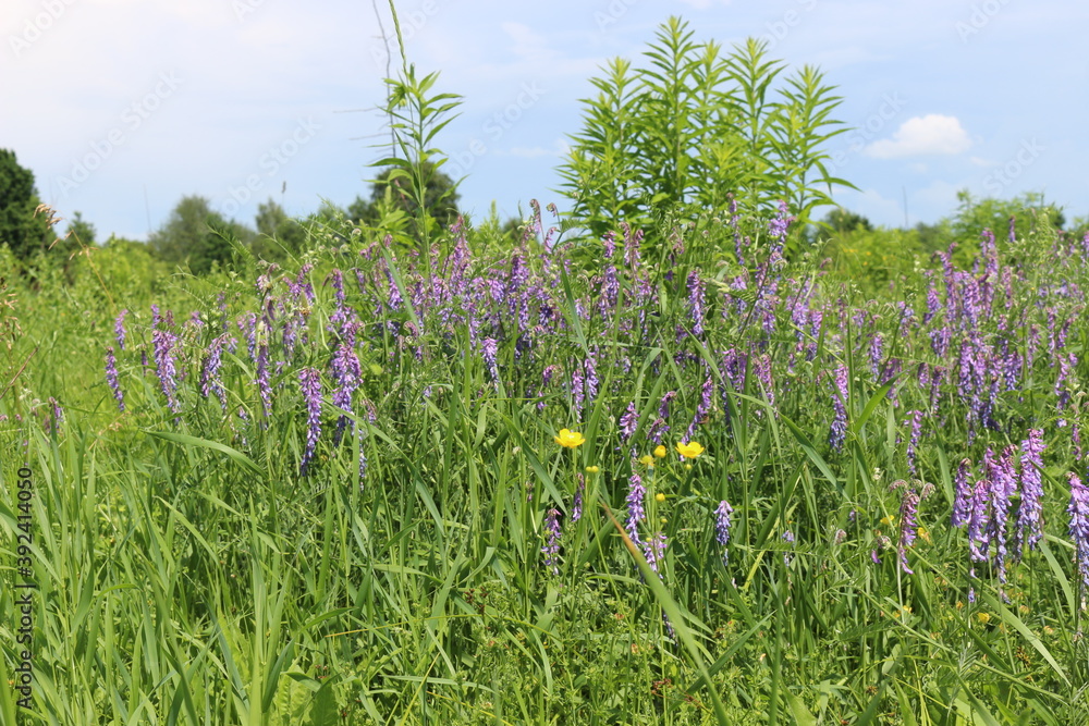Lilac flowers bloom in a meadow on a bright sunny day Lilac flowers bloom in a meadow on a bright sunny day