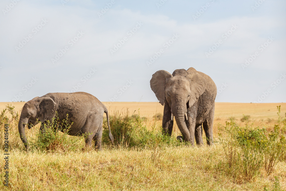 Obraz premium Two grazing Elephants on the African savannah
