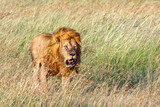Big Male Lion walking in high grass on the  savanna in Africa