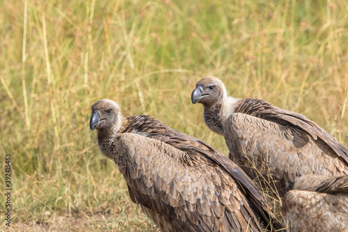 White backed vulture in the grass