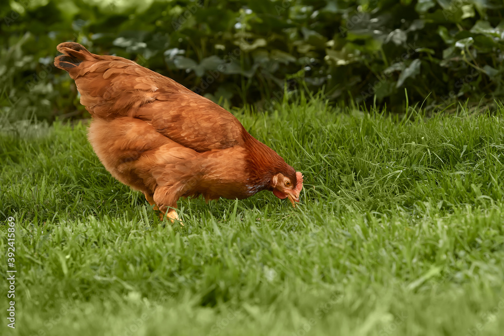 Fototapeta premium Brown chicken picking in the grass in the garden