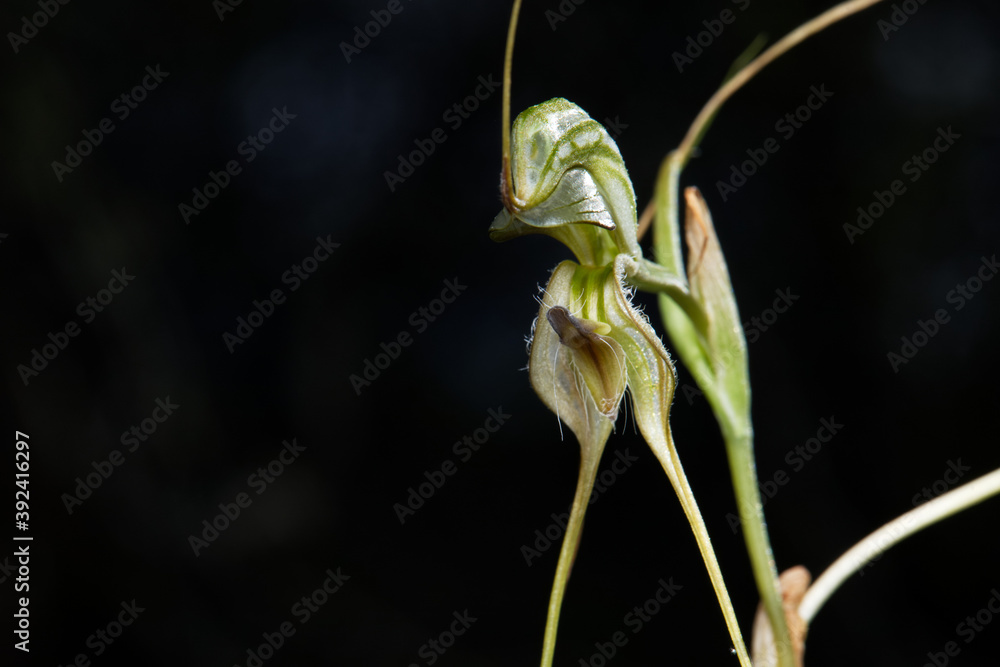 Pterostylis woollsii - Long-tailed rustyhood Pterostylis woollsii - Long-tailed rustyhood