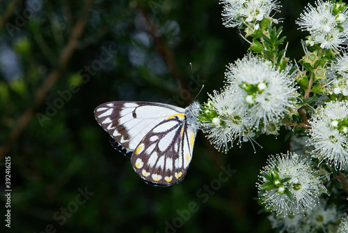 Caper White butterfly Feeding on a Tick Bush photo