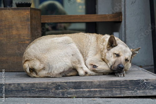 beige stray dog sleeping on the street