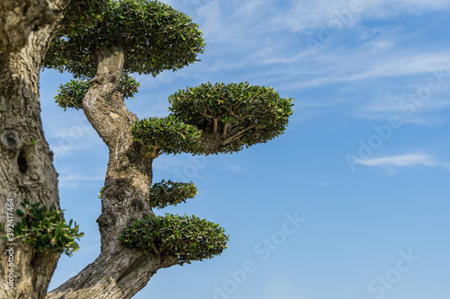 Close-up of textured beautiful branches with trimmed smal leaves bonsai olive tree (Olea europaea) on blue sky in city park Krasnodar. Public 'Galitsky park' in sunny autumn 2020