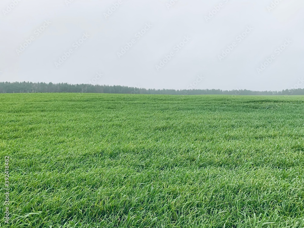 Fototapeta premium green field and blue sky