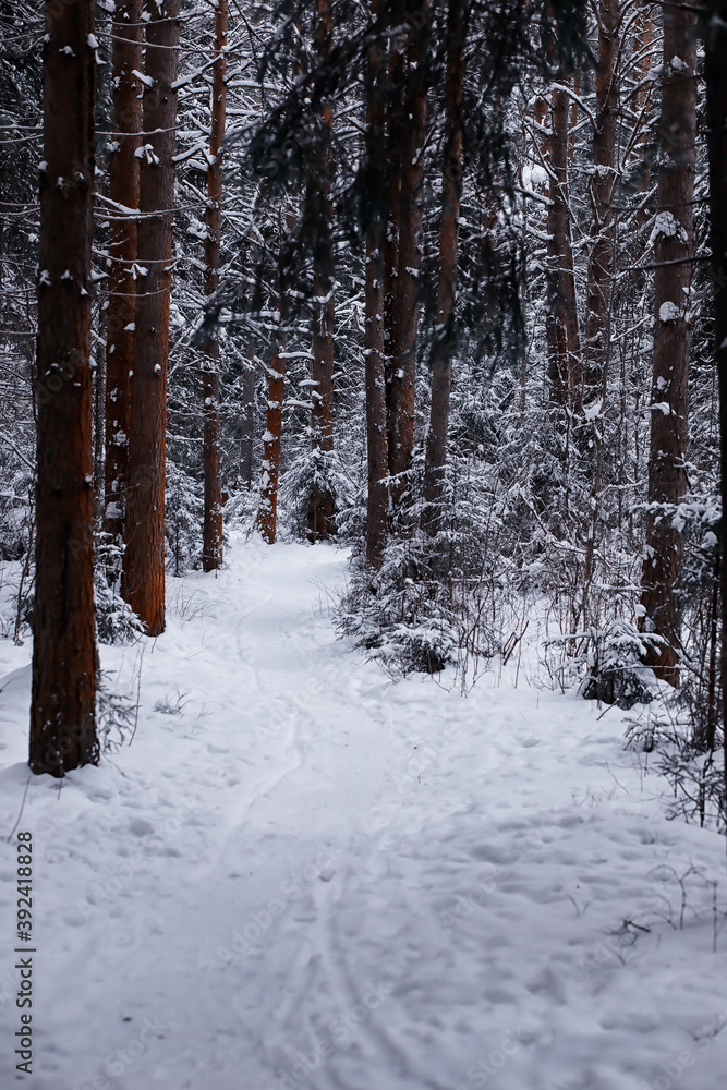 Winter forest. Landscape of the park in winter. Snow-covered trees at the edge. Winter forest. Landscape of the park in winter. Snow-covered trees at the edge.