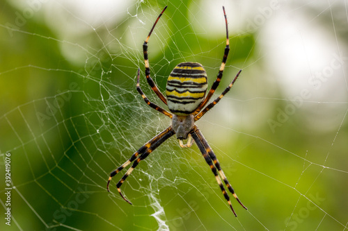 Yellow and black spider, fasciated spelt (Argiope bruennichi) in its web.