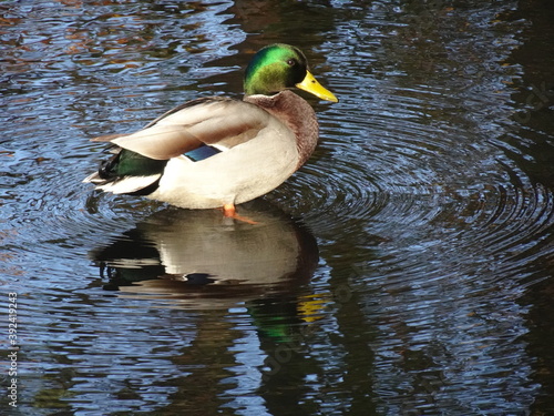 Prachtvolle Stockente im Dorfteich - Herbstidylle - Anas platyrhynchos photo