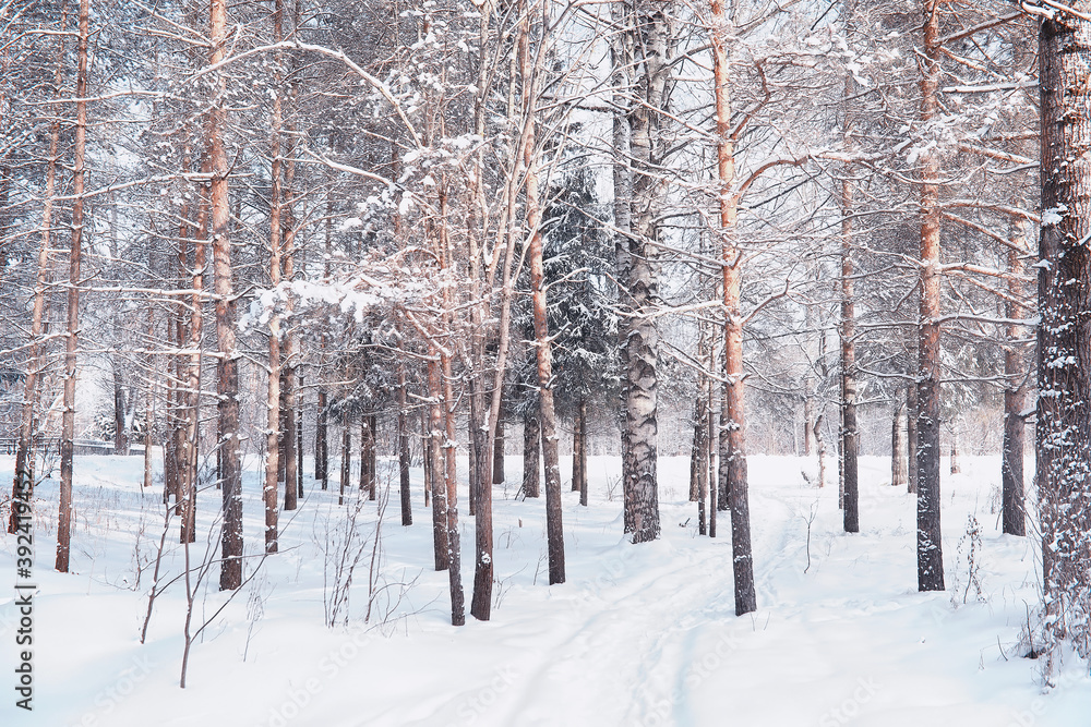 Fototapeta premium Winter forest landscape. Tall trees under snow cover. January frosty day in the park.