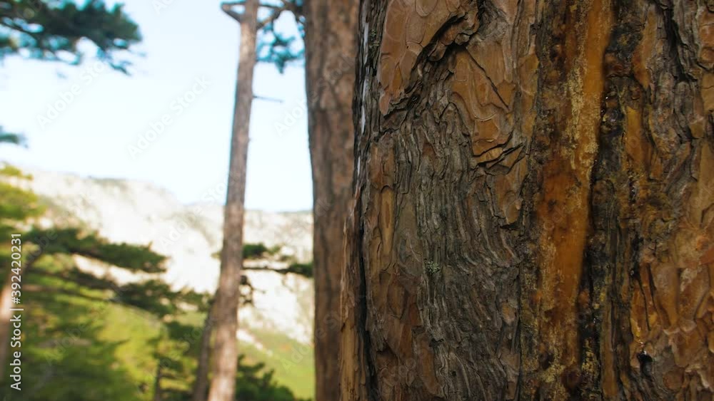pine bark, trunk close-up, mountains pine bark, trunk close-up, mountains