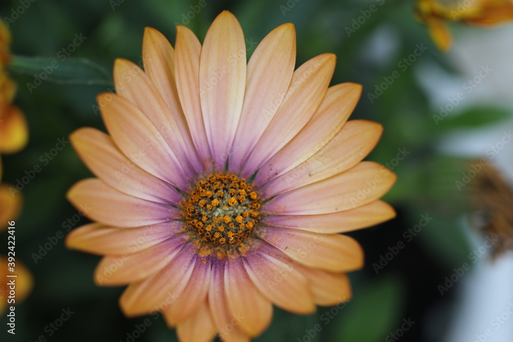 Obraz premium margaritas amarilla