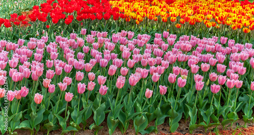 Assorted Colors of Tulip Bulbs