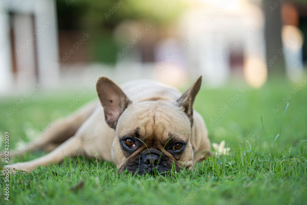 Cute French bulldog lying on grass at field.
