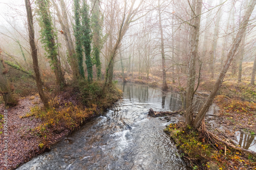 Paisaje de niebla con hojas caída en otoño e invierno y río con reflejos de árboles en la espesa niebla.