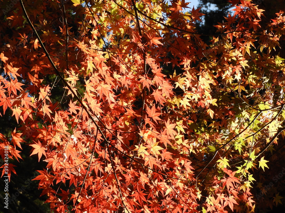 紅葉