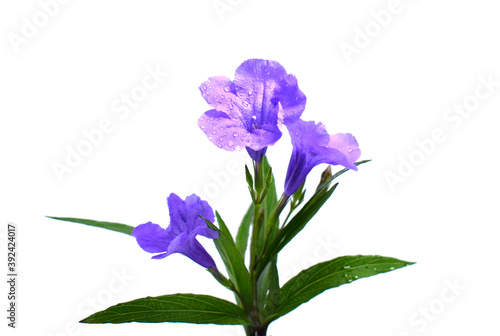 Ruellia tuberosa L. flower isolated on white background (selective focus).