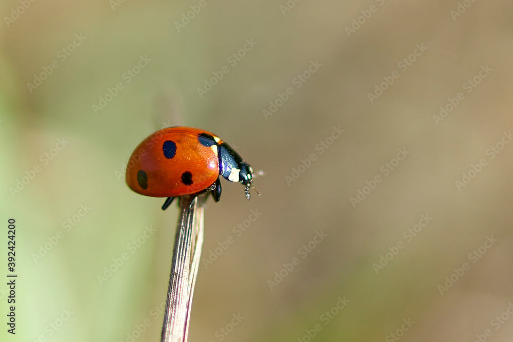 ladybird on a leaf ladybird on a leaf