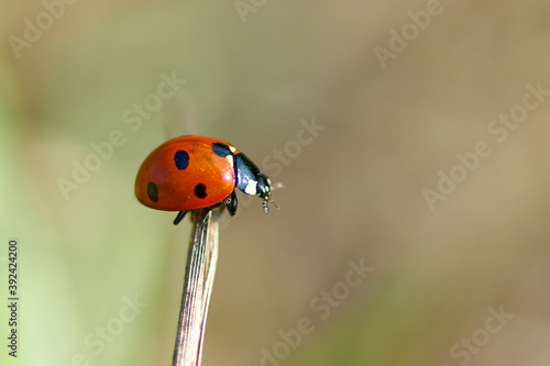 ladybird on a leaf © Stas
