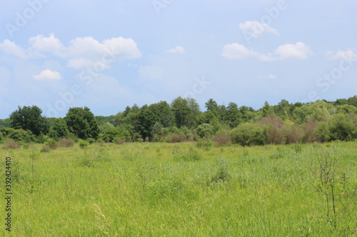  The shrub grows on the edge of the forest. Everything around is greener.