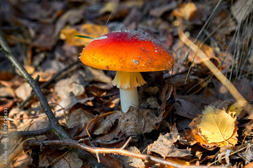 fly mushroom fly mushroom