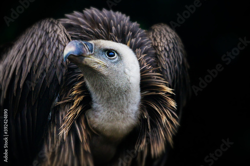 Closeup of a Griffon vulture, a bird of prey photo