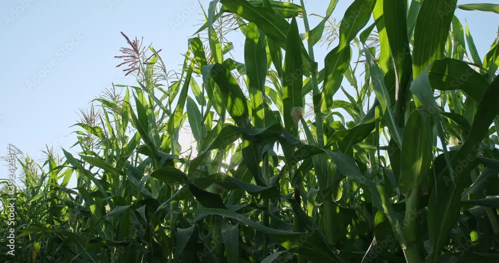 Cornfield. The General plan of the ripening ears of corn. Corn field on a background of bright sunlight .dolly shot Cornfield. The General plan of the ripening ears of corn. Corn field on a background of bright sunlight .dolly shot