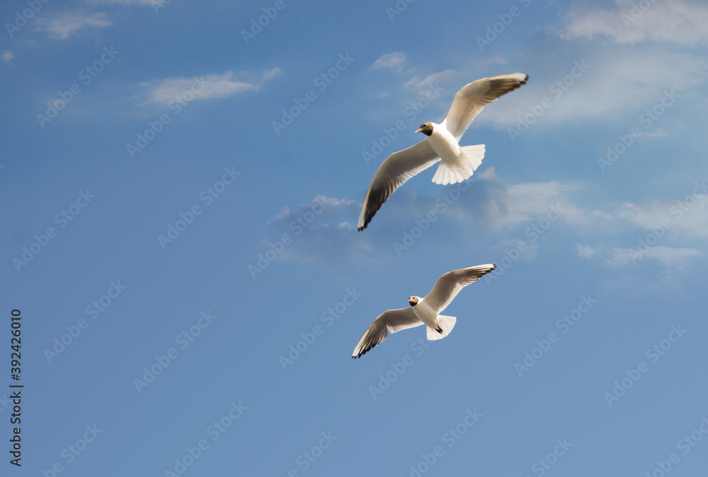 Two seagulls are flying in the cloudy sky Two seagulls are flying in the cloudy sky