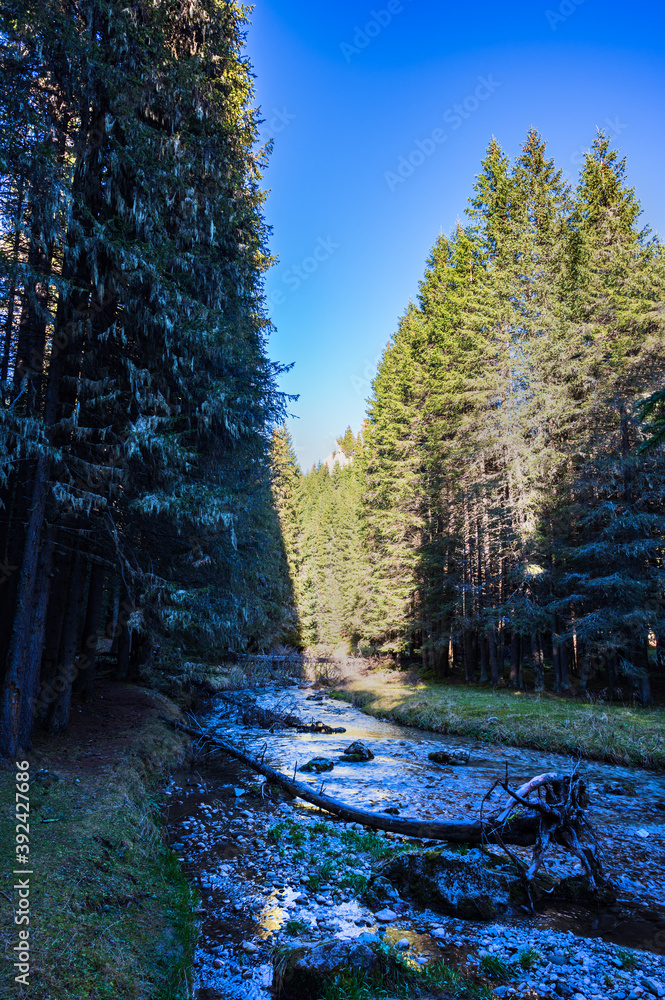 Creek in the forest