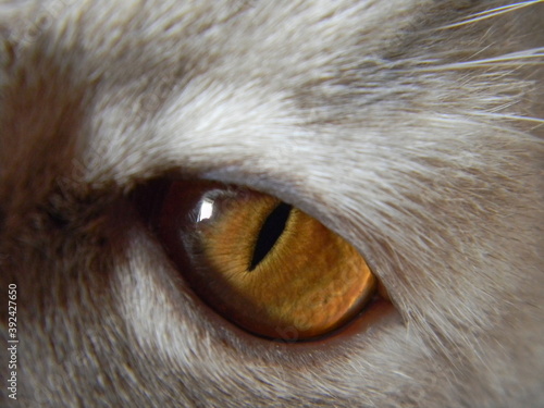 close up of an eye