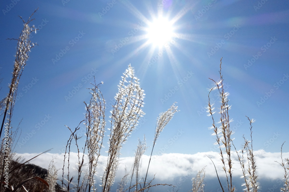 Fototapeta premium 秋の由布岳登山道のススキと雲海と太陽